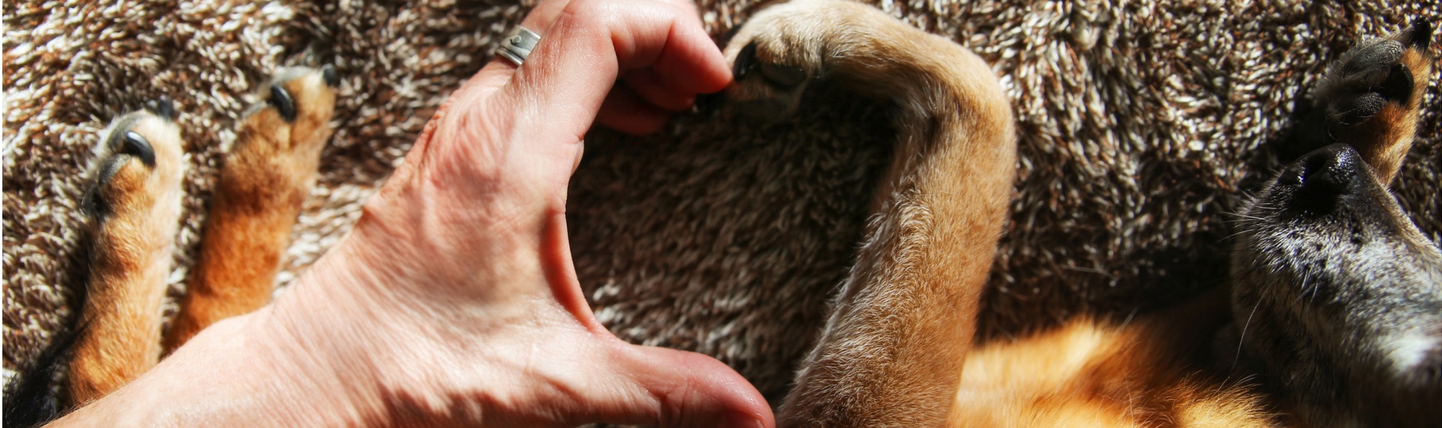 Dog Euthanasia 4 Paws 24 Hour
